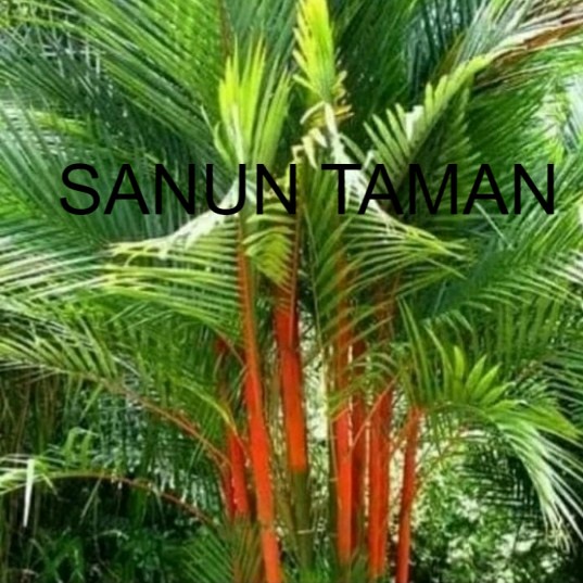 Palem Merah Tinggi 1 meter