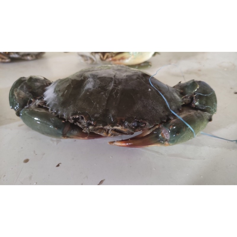 

KEPITING BAKAU FRESH FROZEN 1KG