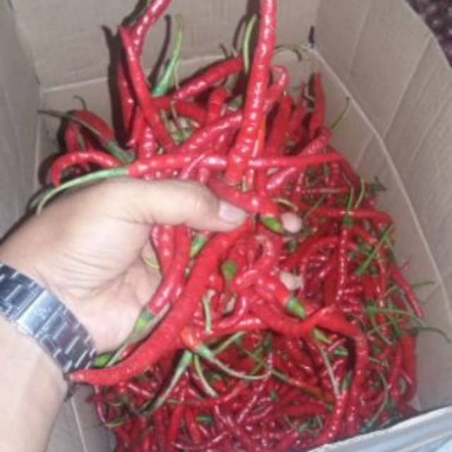 

Cabe merah kriting