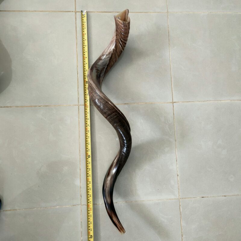 shofar 45" ori israel