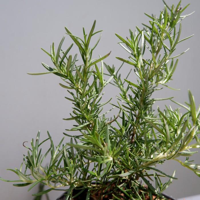 

ROSEMARY- hampers ramadhan 2021 Best Seller
