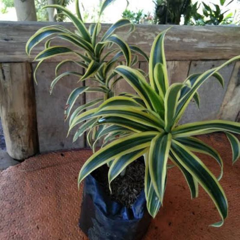 tanaman hias Suji kuning/bambu hoki