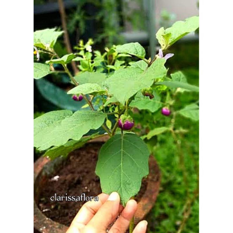 POHON TERONG BULAT UNGU - TANAMAN TERONG BULAT