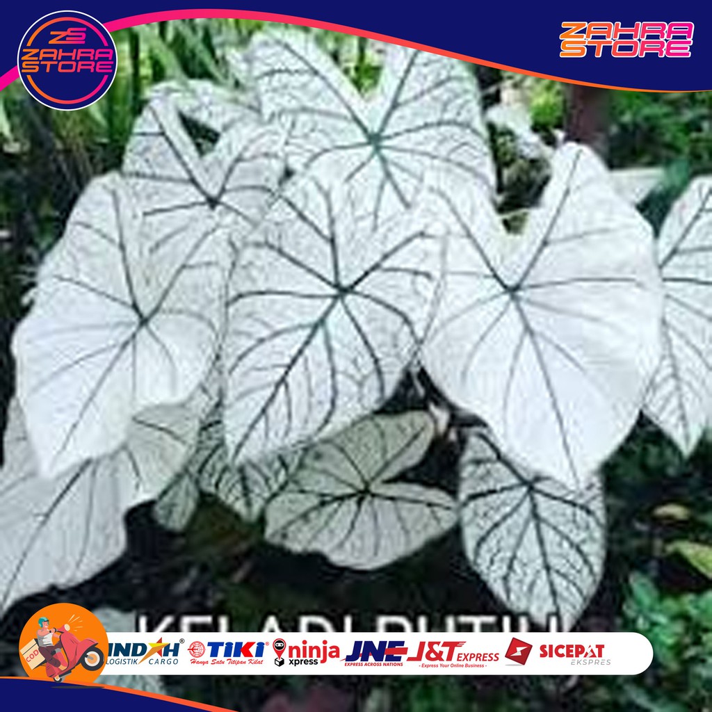 

Tanaman Hias Keladi White Star Calatium Bintik Putih