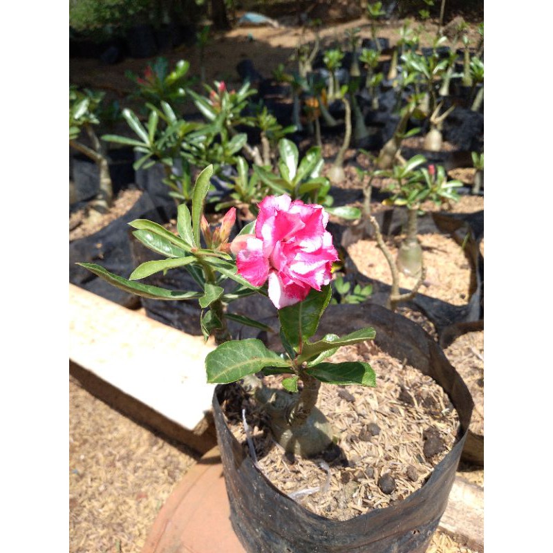 adenium tumpuk size B