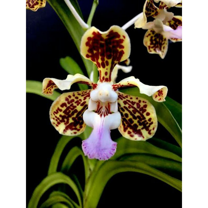 VANDA TRICOLOR kodisi Dewasa