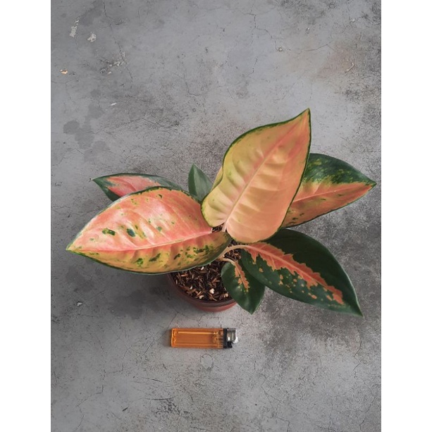 Aglaonema / Aglonema Kochin Tembaga Varian