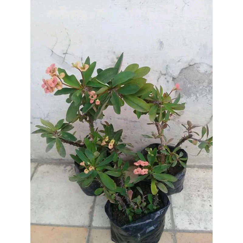 tanaman hias bunga eforbia