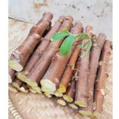 1 Ikat Bibit Batang Pohon Singkong Mentega/Kuning (isi 15 batang)