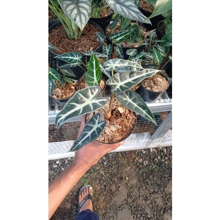 tanaman hias keladi bambino - alocasia bambino ( BISA COD )