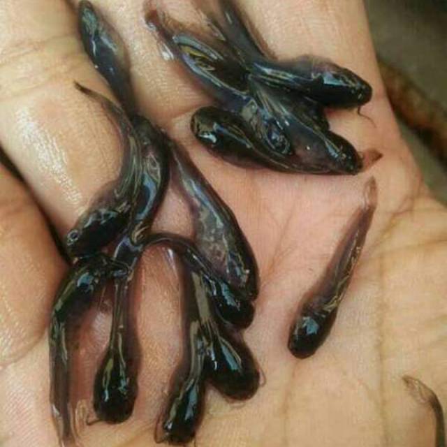 Bibit ikan lele 2-3 cm