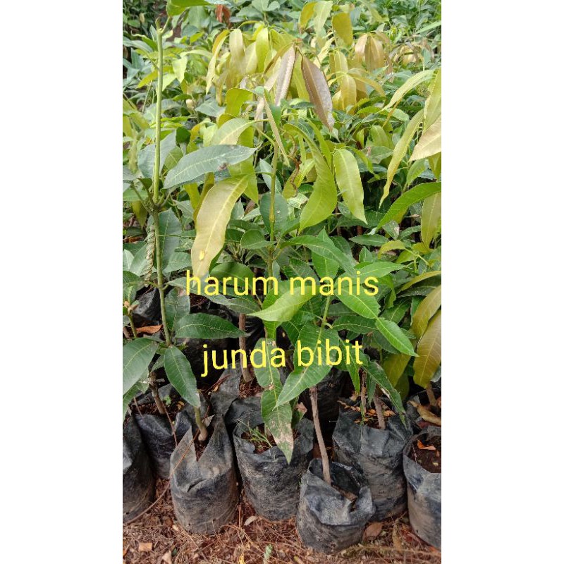 

MURAH!! Bibit Mangga Arum Manis Okulasi (UNGGUL)