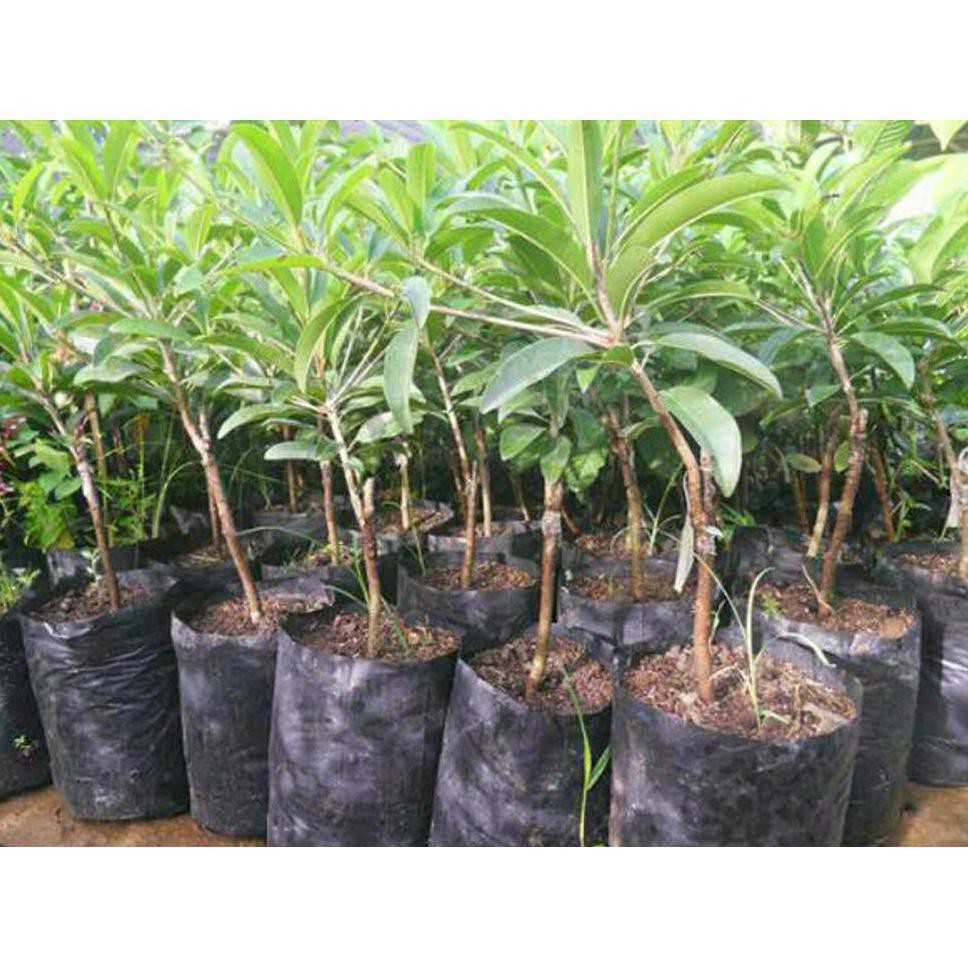 *_@ BIBIT TANAMAN BUAH SAWO JUMBO PAN MEXICO JUMBO @_@ $_$