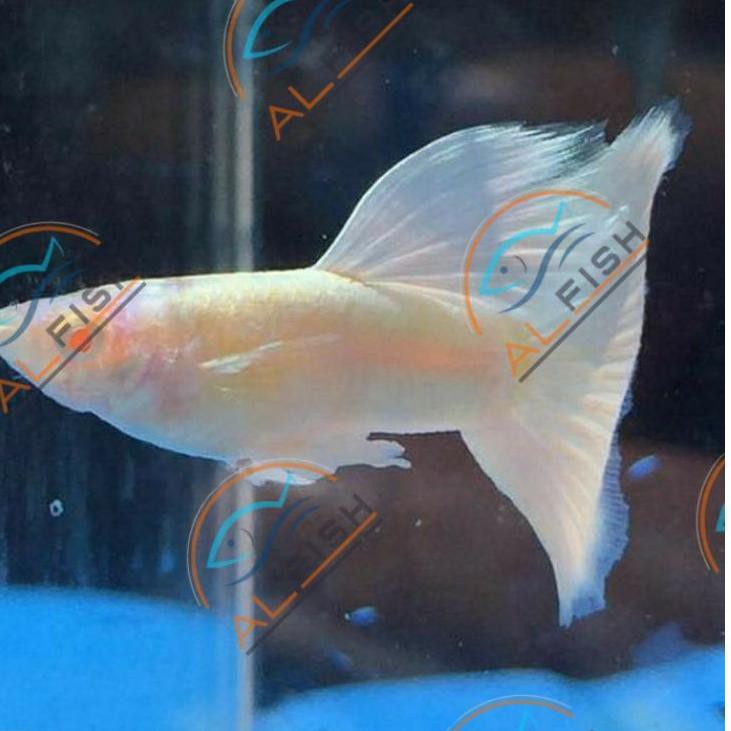 Rebornϟtop Ikan Guppy Albino Full Platinum