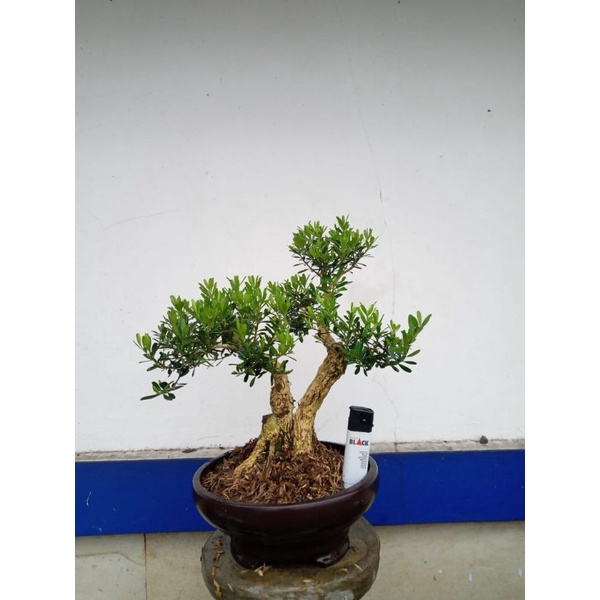 bonsai jadi,pohon boxus tinggal pajang..