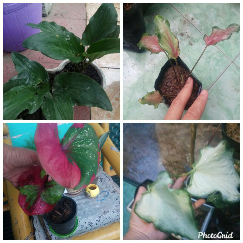 paket KELADI INFINITY WHITE -  KELADI KODOK - KELADI KERIS - KELADI BARET - paket 4 bunga