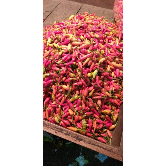 

Cabe Rawit Merah 100 gr Lord Sayur