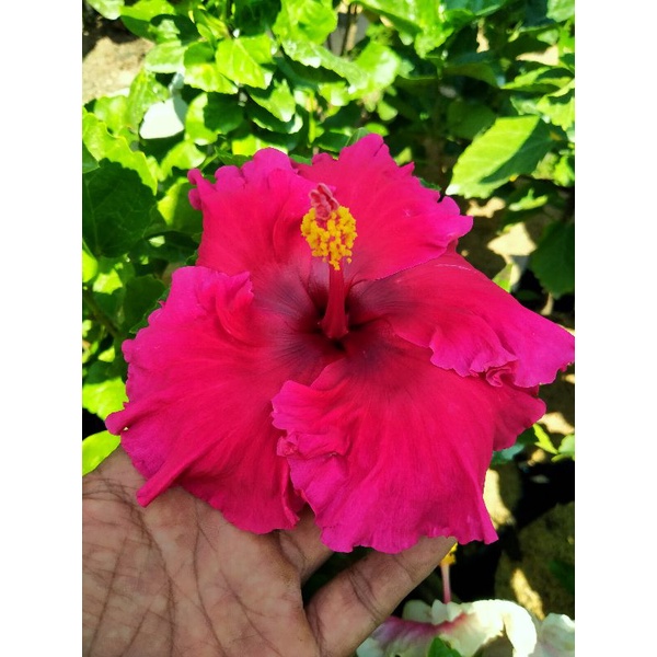 Hibiscus Varian Baru Merah Stroop Tebal Jumbo