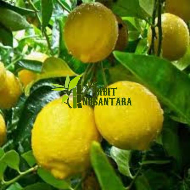 Bibit jeruk lemon jumbo Super// Jeruk lemon kualitas unggul
