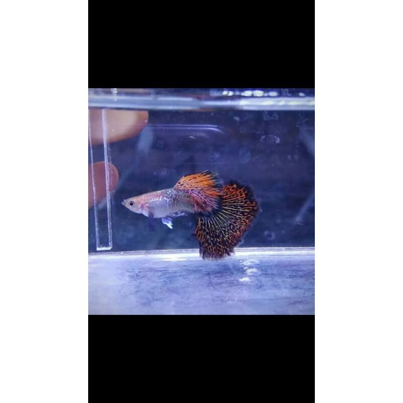 

IKAN GUPPY RED DRAGON | IKAN GUPPY MURAH | IKAN HIAS