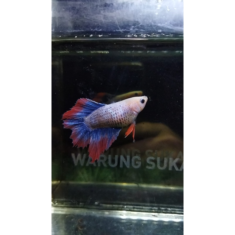 CUPANG FEMALE/BETINA HMDT MASCOT SERIES SIAP BREED 100% REALPICT (2)