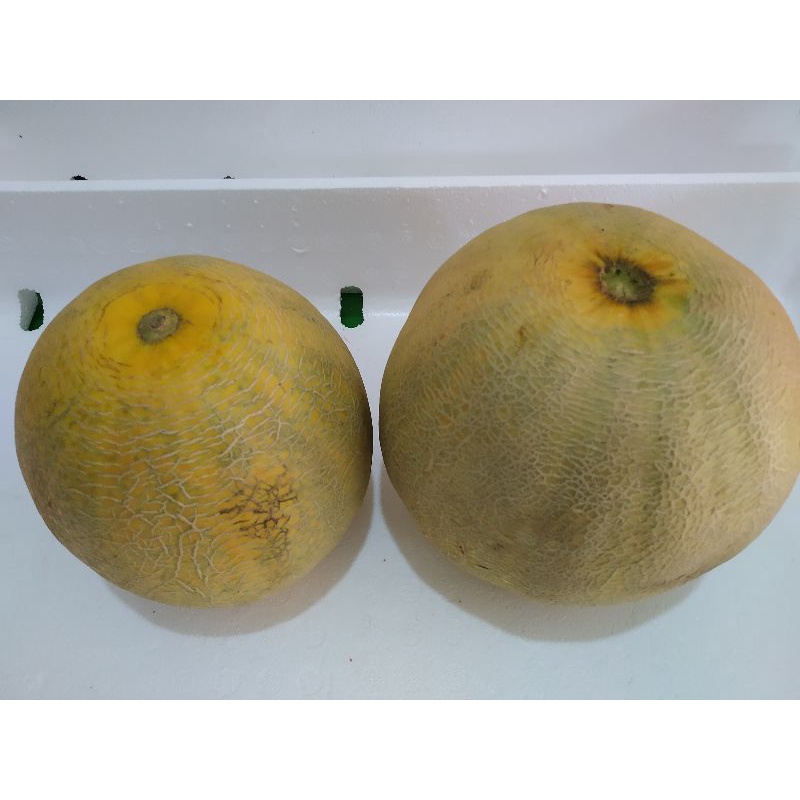 

Melon hijau