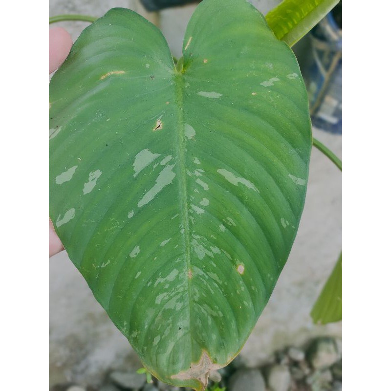 Keladi homalomena bangkok