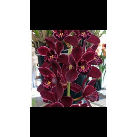 anggrek cymbidium ensifolium