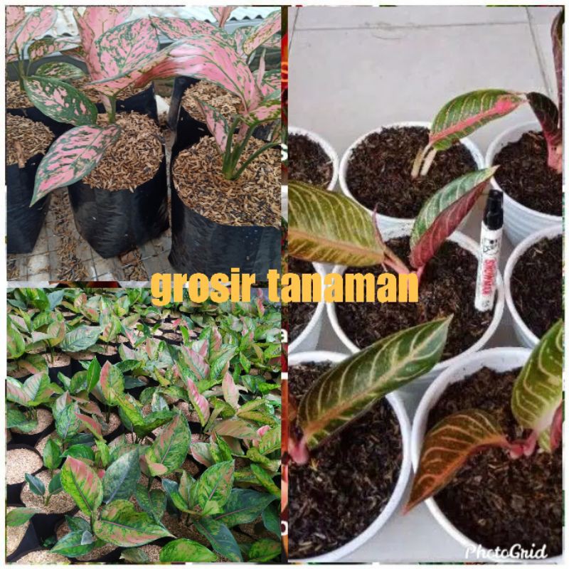 bunga aglonema paket 3 jenis,Ledy valentine,heng heng,anakan red sumatra