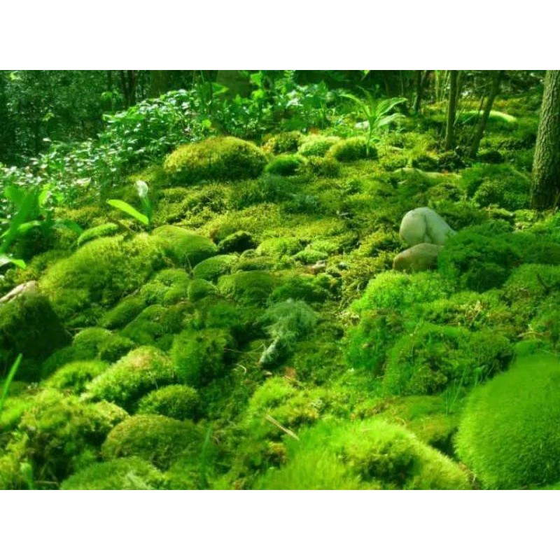 Dicranum scoparium/100 grm lumut hidup media tanam anggrek /media tanam/hiasan pot