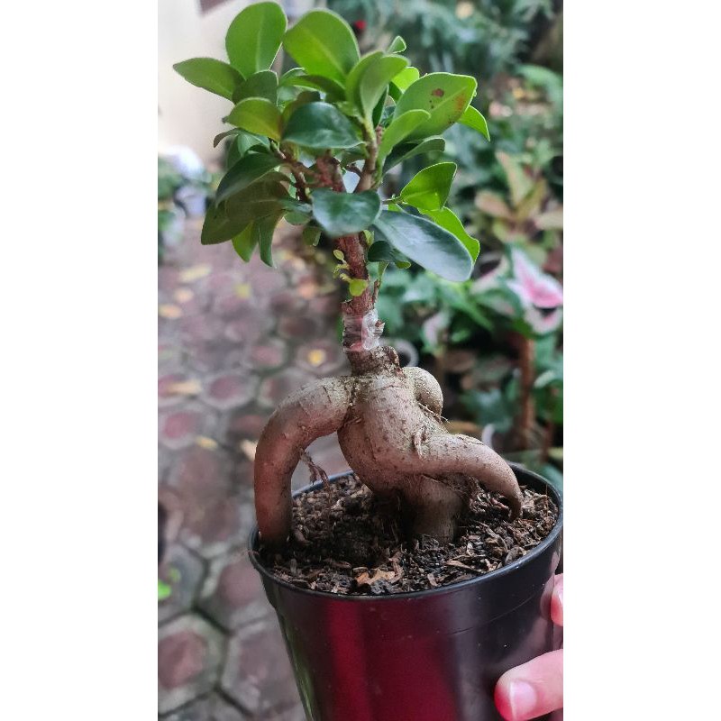 ficus bonsai microcarpa