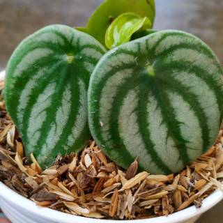 Bibit Tanaman  hias peperomia watermelon  Shopee Indonesia