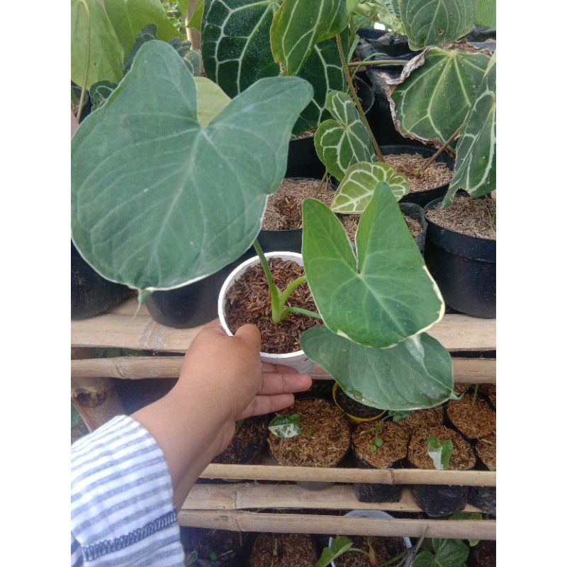 Grosir Keladi Tikus/curut/kantong Semar ErdbqVGhwk1qxo