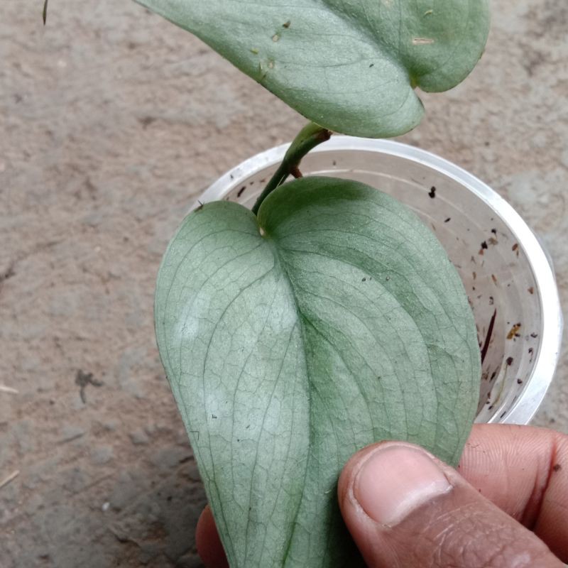 Scindapsus platinum silver hero