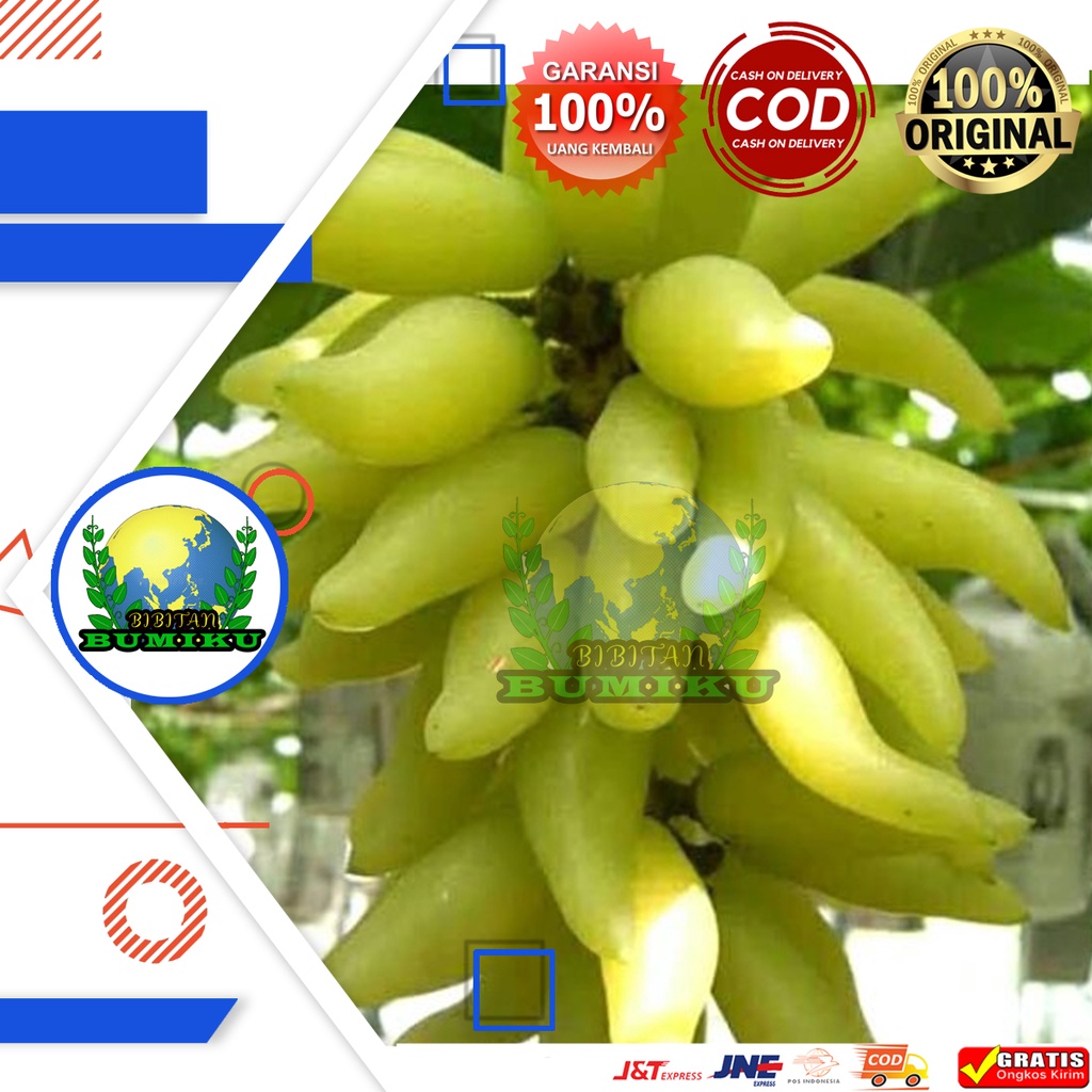 Bibit Anggur Import Banana