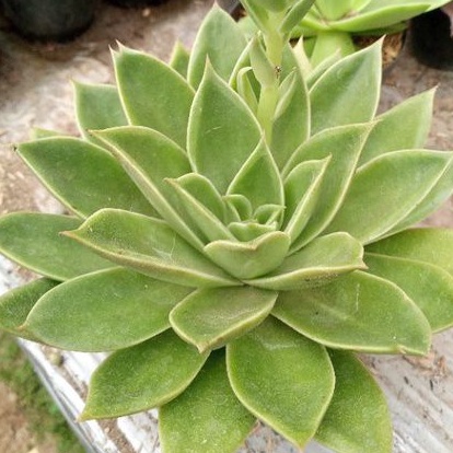 sculen echeveria agaviodes jumbo