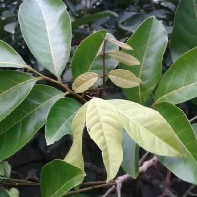 

Daun rambutan segar