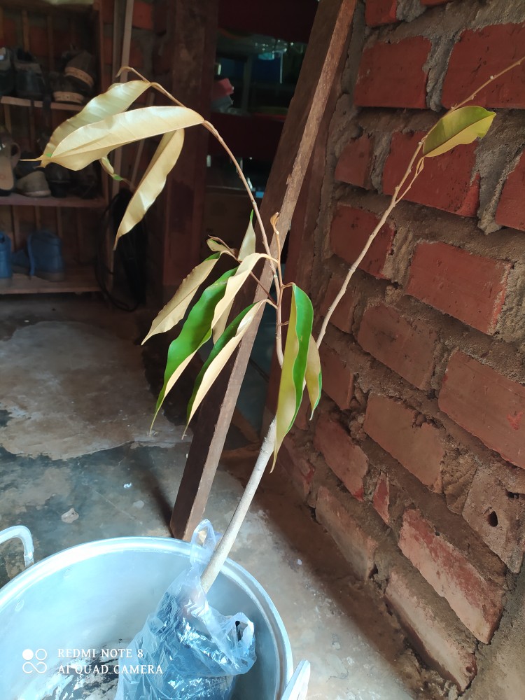 Bibit Tanaman Buah Durian Montong