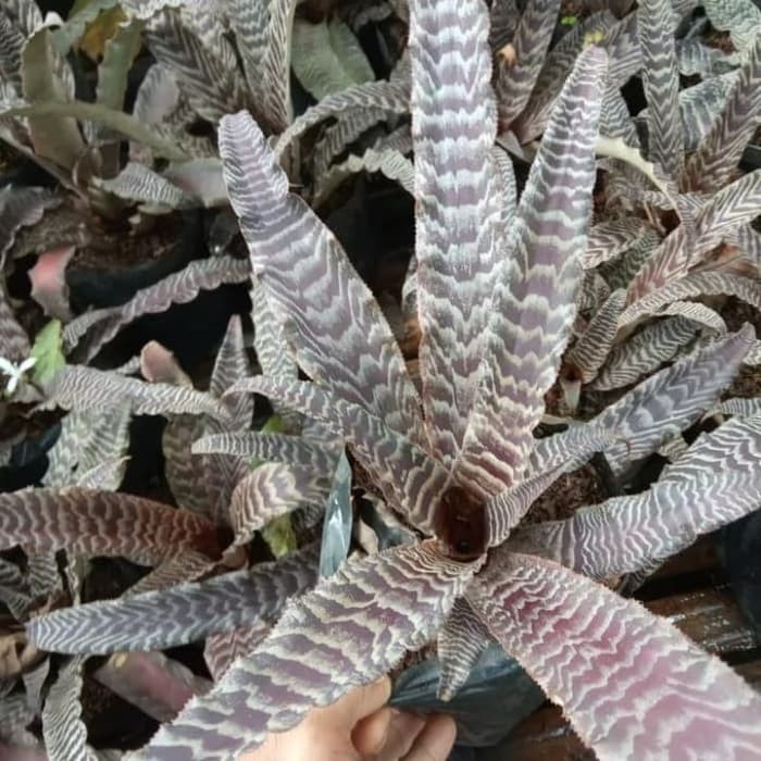 Tanaman Hias Bromelia Coklat Cryptantus - Tanaman Unik - Nanas