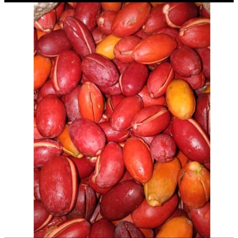 

KULIT TANGKIL(MELINJO) 500 gr
