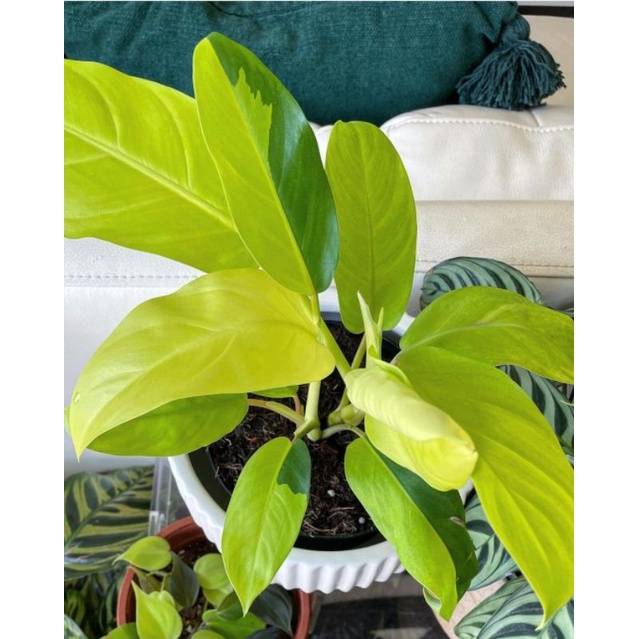 Philodendron Thai Series | Philodendron Anakan Thai Series