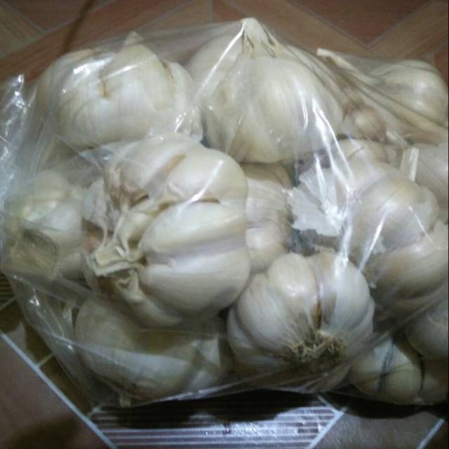 

Bawang putih banci