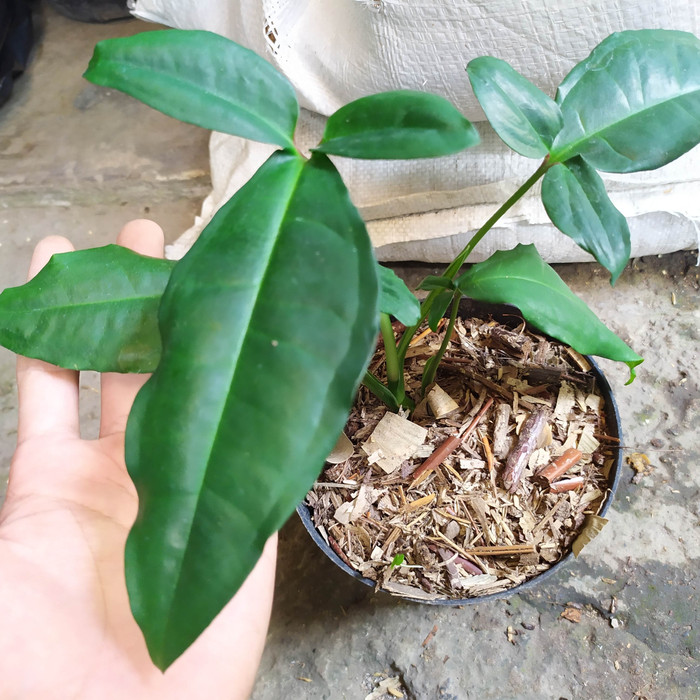 syngonium auritum tanaman