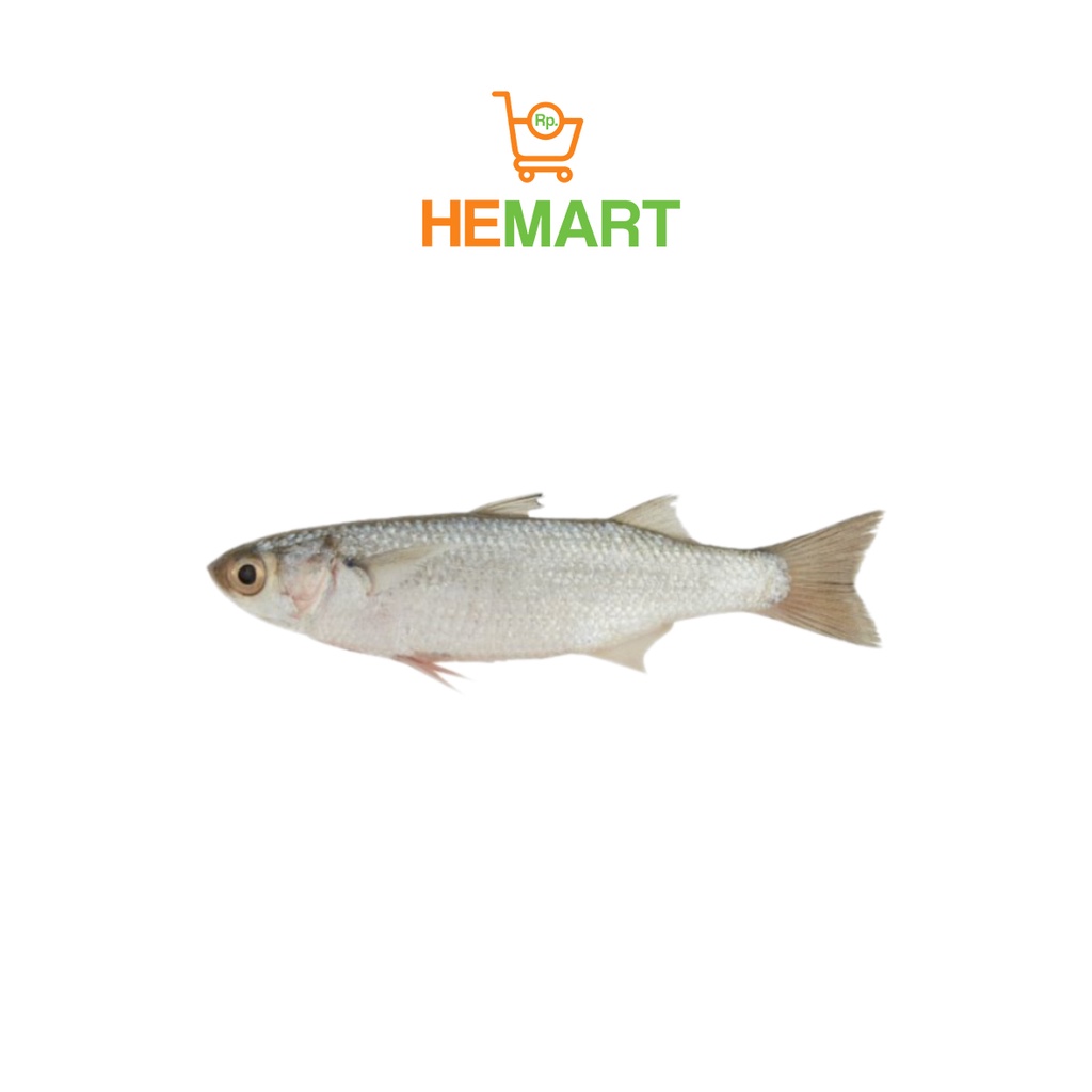 

Ikan Segar - Ikan Belanak, Bandung