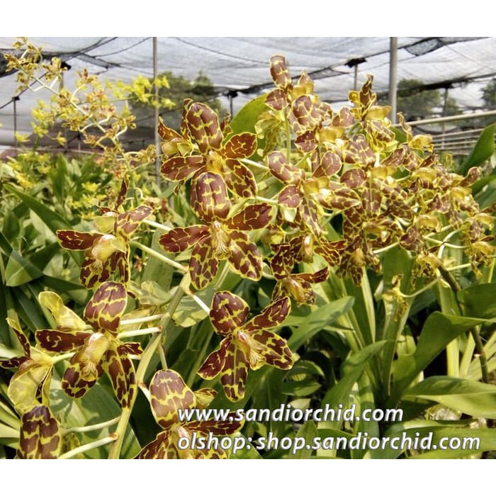 Grammatophyllum Tiger's Paw (dewasa)