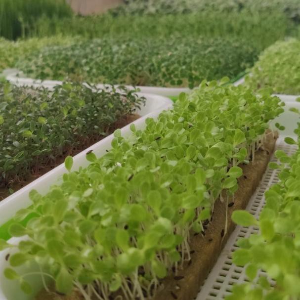 ۞ Benih Bibit Selada ➣