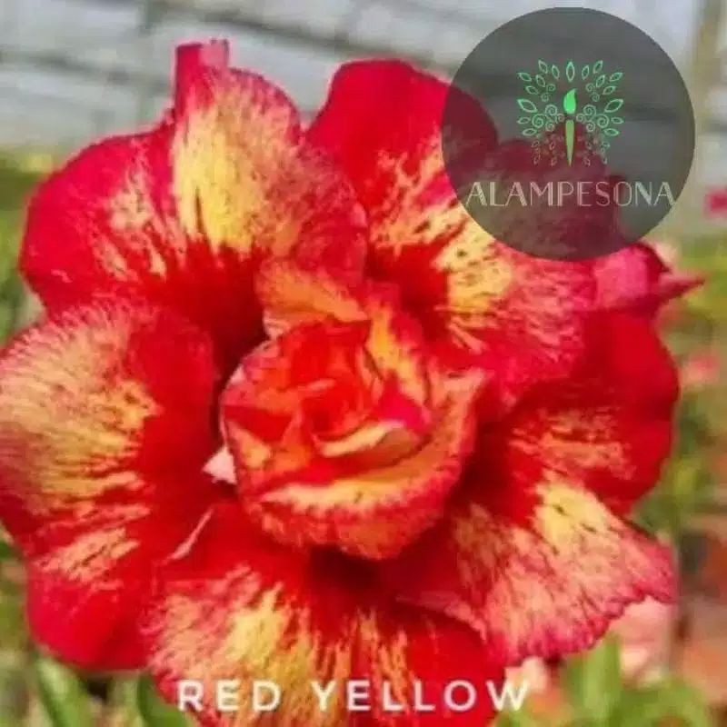 

PROMO!!!ADENIUM RED YELLOW BUNGA TUMPUK BIBIT