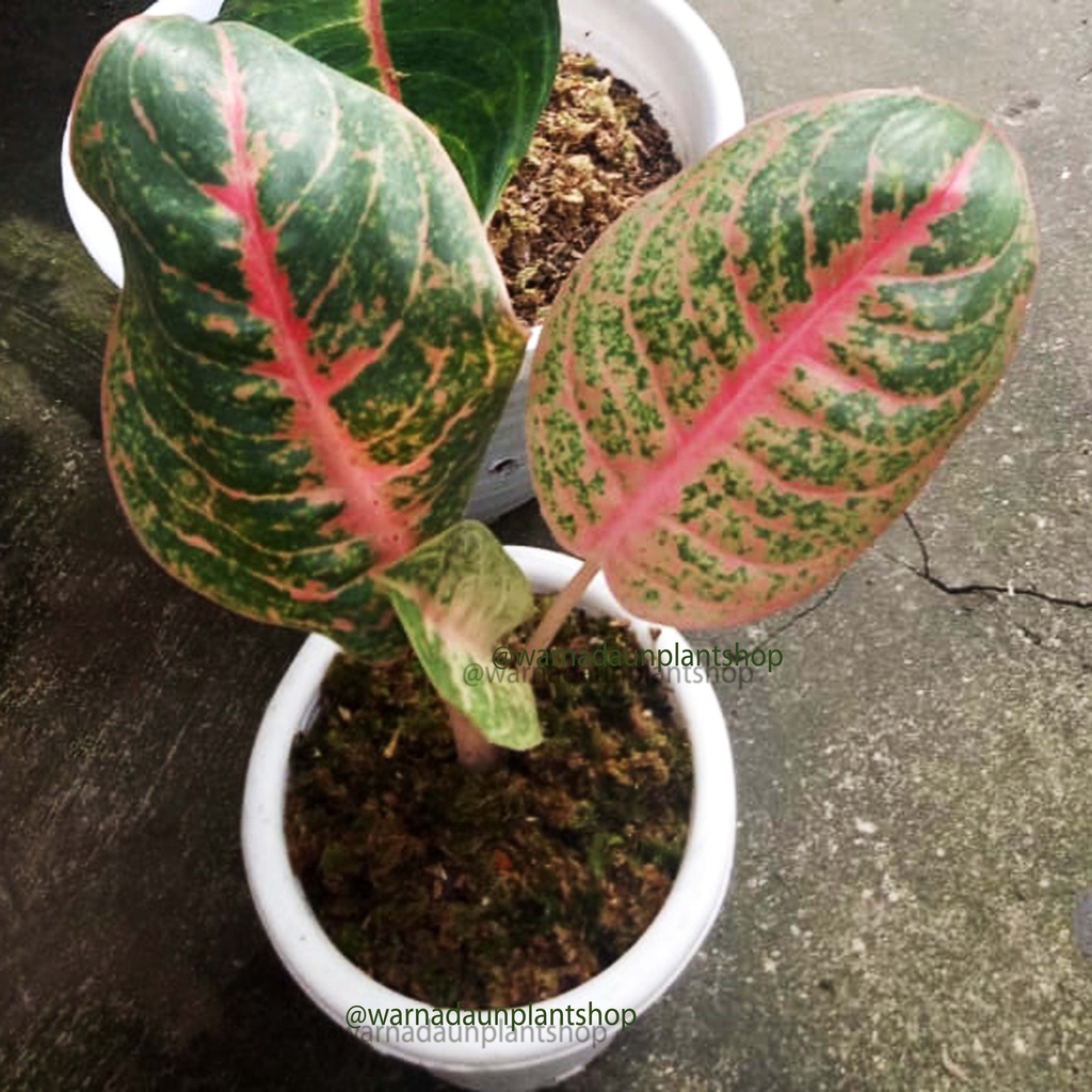 Aglonema Harley Queen, Aglonema Harley Quinn, Agloneme Hurley Quinn, Aglonema Hurley Queen, REMAJA S