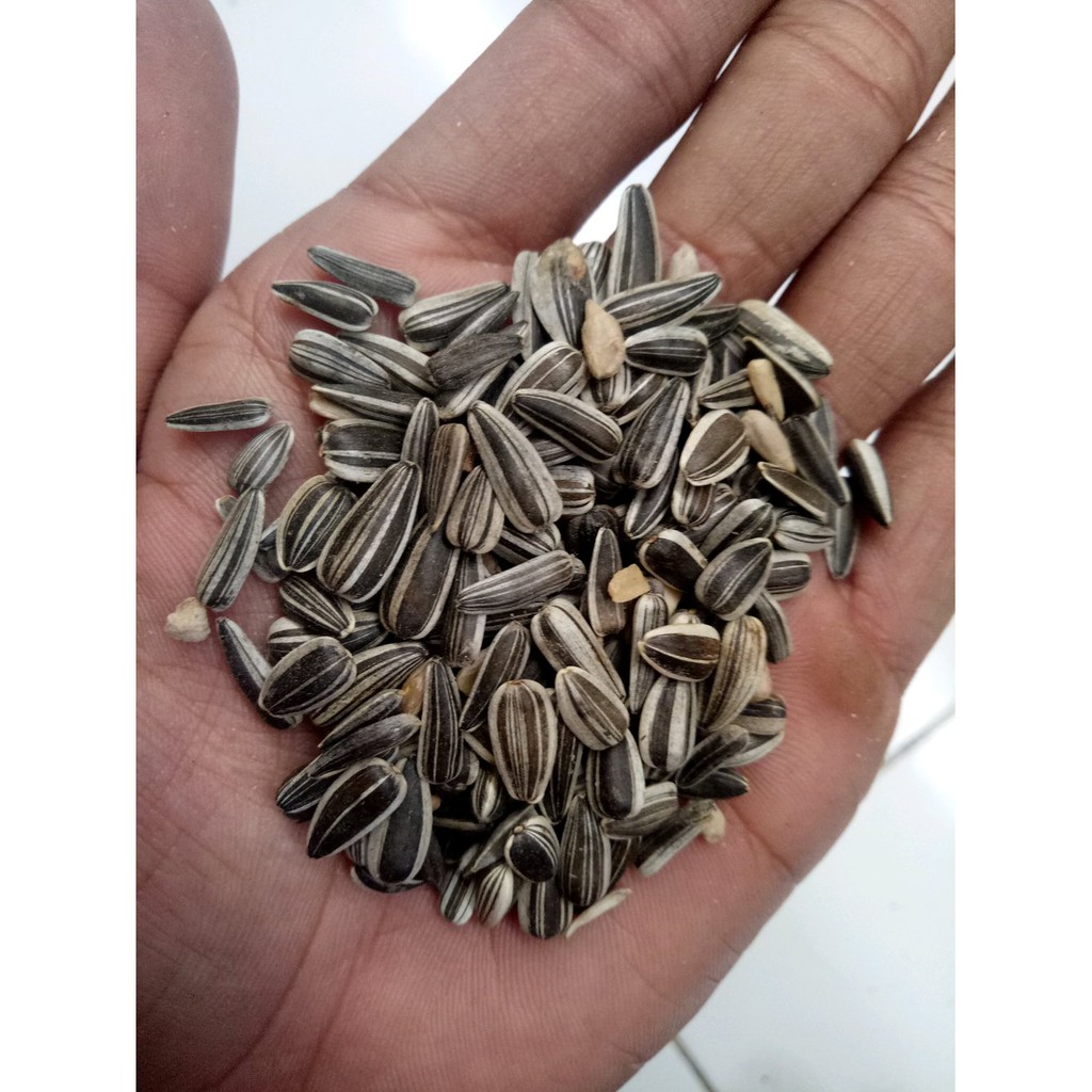 

TERLARIS! KUACI HITAM 500gram KUALITAS PREMIUM