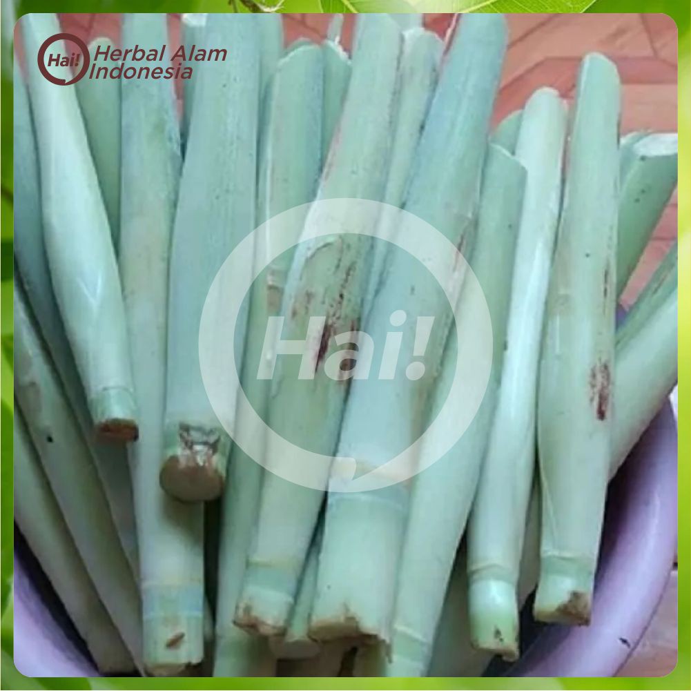 

trubuk turubuk terubuk trubus endog tiwu 1kg